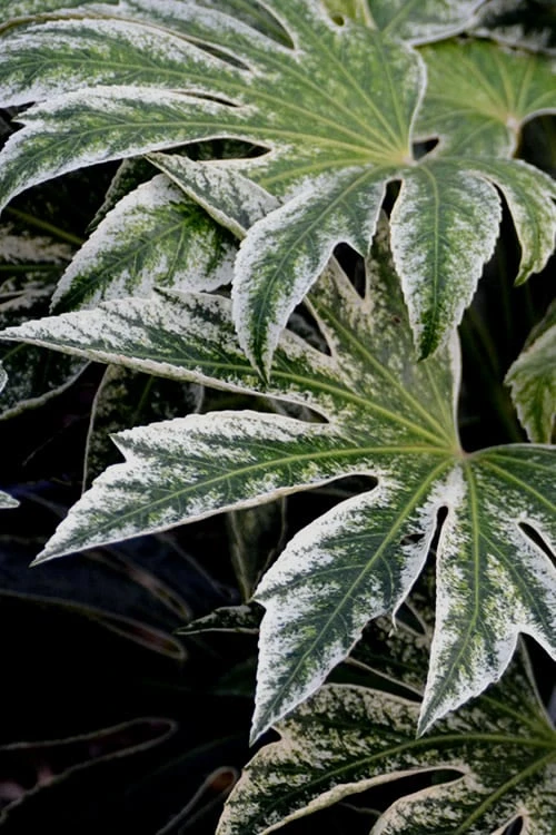 Spider's Web Fatsia - Japanese Aralia Paper Plant - 2 Gallon Pot 5 Spider's Web Fatsia - Japanese Aralia Paper Plant - 2 Gallon Pot - Image 5