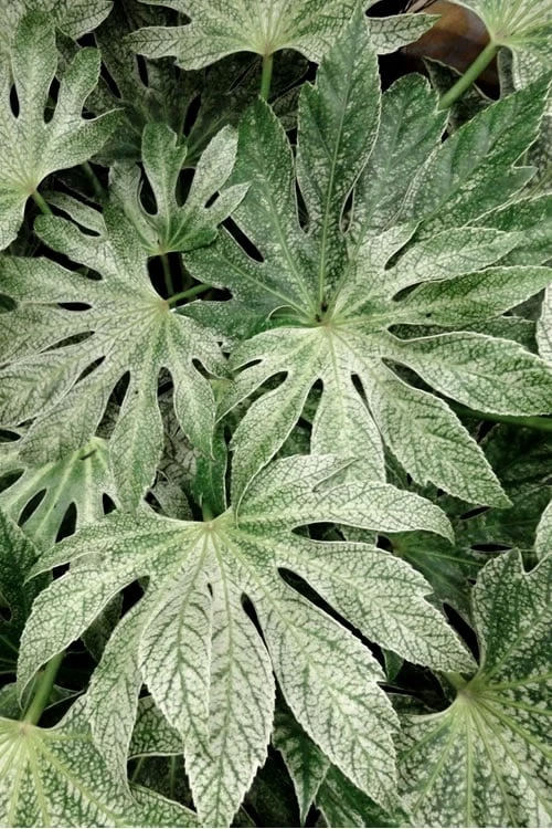Spider's Web Fatsia - Japanese Aralia Paper Plant - 2 Gallon Pot 4 Spider's Web Fatsia - Japanese Aralia Paper Plant - 2 Gallon Pot - Image 4