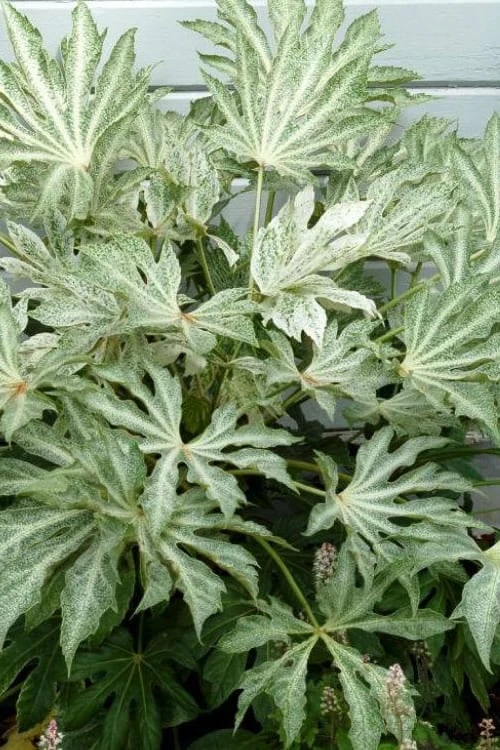 Spider's Web Fatsia - Japanese Aralia Paper Plant - 2 Gallon Pot 1 Spider's Web Fatsia - Japanese Aralia Paper Plant - 2 Gallon Pot