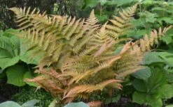 Autumn Fern - Dryopteris Erythrosora - 1 Gallon Pot 10 Autumn Fern - Dryopteris Erythrosora - 1 Gallon Pot -Botanica Tree Store Fern Autumn 1 1