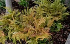 Autumn Fern - Dryopteris Erythrosora - 6 Pack Of 1 Gallon Pots -Botanica Tree Store Fern Autumn 2