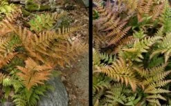 Autumn Fern - Dryopteris Erythrosora - 1 Gallon Pot 12 Autumn Fern - Dryopteris Erythrosora - 1 Gallon Pot -Botanica Tree Store Fern Autumn 4 1