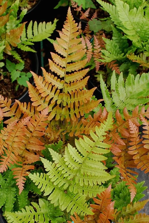 Autumn Fern - Dryopteris Erythrosora - 1 Gallon Pot 1 Autumn Fern - Dryopteris Erythrosora - 1 Gallon Pot