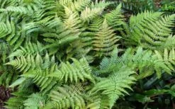 Autumn Fern - Dryopteris Erythrosora - 1 Gallon Pot 13 Autumn Fern - Dryopteris Erythrosora - 1 Gallon Pot -Botanica Tree Store Fern Autumn Summer 1