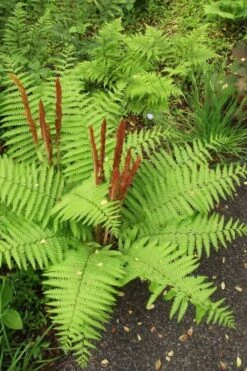 Cinnamon Fern (Osmunda Cinnamomea) - 2 Gallon Pot 8 Cinnamon Fern (Osmunda Cinnamomea) - 2 Gallon Pot -Botanica Tree Store Fern Cinnamon 20