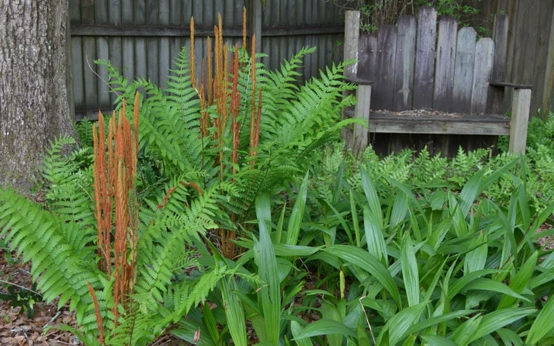 Cinnamon Fern (Osmunda Cinnamomea) - 2 Gallon Pot 5 Cinnamon Fern (Osmunda Cinnamomea) - 2 Gallon Pot - Image 5