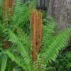 Cinnamon Fern (Osmunda Cinnamomea) - 2 Gallon Pot
