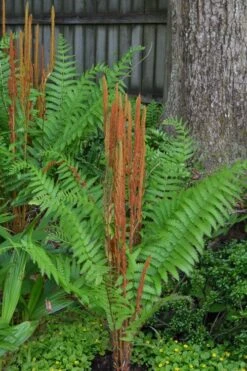 Cinnamon Fern (Osmunda Cinnamomea) - 2 Gallon Pot