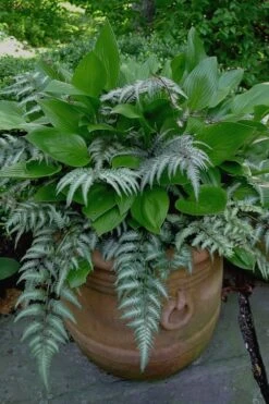 Japanese Painted Fern - 5 Pack Of Quart Pots -Botanica Tree Store Fern Japanese Painted 19