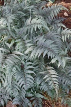 Japanese Painted Fern - 1 Gallon Pot -Botanica Tree Store Fern Japanese Painted 500x750 3