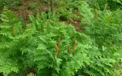 Royal Fern (Osmunda Regalis) - 6 Pack Of 1 Gallon Pots 10 Royal Fern (Osmunda Regalis) - 6 Pack Of 1 Gallon Pots -Botanica Tree Store Fern Royal 2