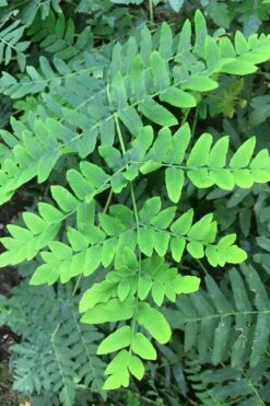 Royal Fern (Osmunda Regalis) - 6 Pack Of 1 Gallon Pots 11 Royal Fern (Osmunda Regalis) - 6 Pack Of 1 Gallon Pots -Botanica Tree Store Fern Royal 3