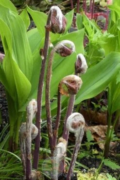Royal Fern (Osmunda Regalis) - 6 Pack Of 1 Gallon Pots 12 Royal Fern (Osmunda Regalis) - 6 Pack Of 1 Gallon Pots -Botanica Tree Store Fern Royal 4