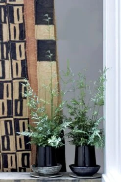 Silver Lace Fern - 5 Pack Of Quart Pots -Botanica Tree Store Fern Silver Lace 6