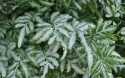 Silver Lace Fern - 5 Pack Of Quart Pots -Botanica Tree Store Fern Silver Lace Closeup