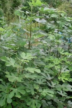 Black Mission Fig Tree - 6 Pack Of 1 Gallon Pots -Botanica Tree Store Fig Black Mission 5 2