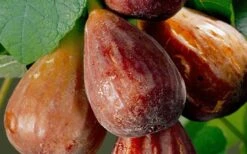 Brown Turkey Fig Tree - 6 Pack Of 1 Gallon Pots -Botanica Tree Store Fig Brown Turkey 20