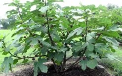 Chicago Cold Hardy Fig Tree - 1 Gallon Pot -Botanica Tree Store Fig Chicago Cold Hardy 1 1
