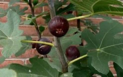 Chicago Cold Hardy Fig Tree - 1 Gallon Pot -Botanica Tree Store Fig Chicago Cold Hardy 2