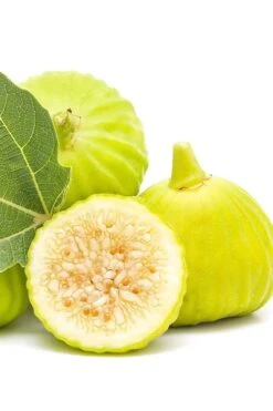 Italian Honey Fig Tree (Ficus Carica 'Lattarula') - 1 Gallon Pot -Botanica Tree Store Fig Lemon Italian Honey 2