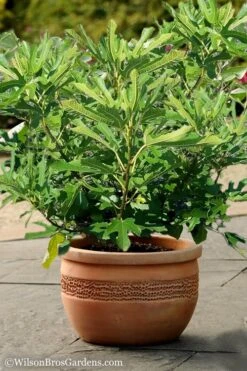 Little Ruby Dwarf Fig Tree - 3 Gallon Pot 10 Little Ruby Dwarf Fig Tree - 3 Gallon Pot -Botanica Tree Store Fig Little Miss Figgy 1