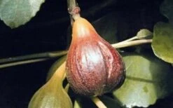 Magnolia Fig Tree - 1 Gallon Pot 7 Magnolia Fig Tree - 1 Gallon Pot -Botanica Tree Store Fig Magnolia
