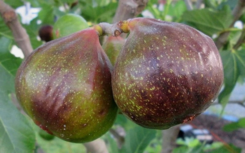Olympian Cold Hardy Fig Tree - 2 Gallon Pot 4 Olympian Cold Hardy Fig Tree - 2 Gallon Pot - Image 4