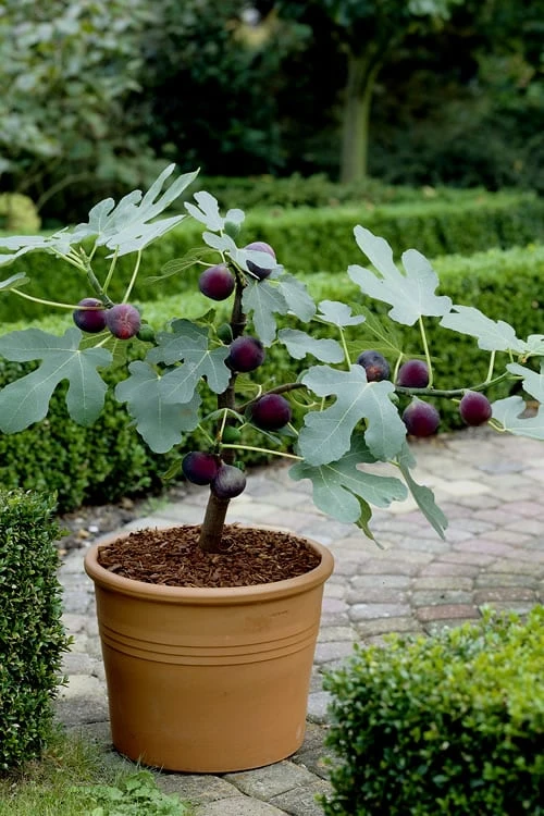 Texas Everbearing Fig Tree - 3 Gallon Pot 5 Texas Everbearing Fig Tree - 3 Gallon Pot - Image 5