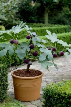 Texas Everbearing Fig Tree - 6 Pack Of 1 Gallon Pots -Botanica Tree Store Fig Texas Everbearing 13