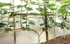 Texas Everbearing Fig Tree - 1 Gallon Pot 12 Texas Everbearing Fig Tree - 1 Gallon Pot -Botanica Tree Store Fig Texas Everbearing 6 2