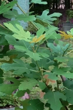 Texas Everbearing Fig Tree - 6 Pack Of 1 Gallon Pots -Botanica Tree Store Fig Texas Everbearing 7