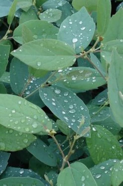 Blue Mist Fothergilla - 3 Gallon Pot -Botanica Tree Store Fothergilla Blue Mist 4