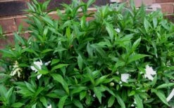 Radicans Creeping Dwarf Gardenia - 3 Gallon Pot -Botanica Tree Store Gardenia Radicans 53