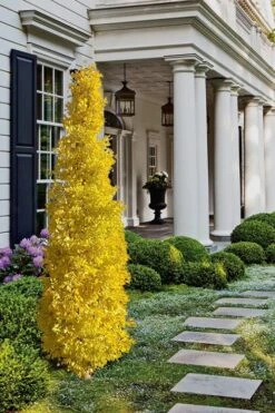 Sky Tower Ginkgo Maidenhair Tree (Male) - 5 Gallon Pot -Botanica Tree Store Ginkgo Sky Tower 1