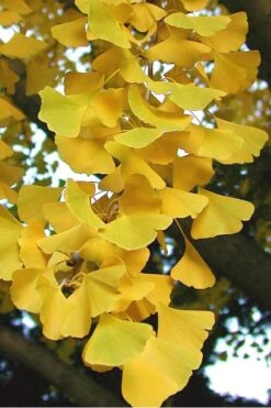 Sky Tower Ginkgo Maidenhair Tree (Male) - 7 Gallon Pot -Botanica Tree Store Ginkgo Sky Tower 2 1