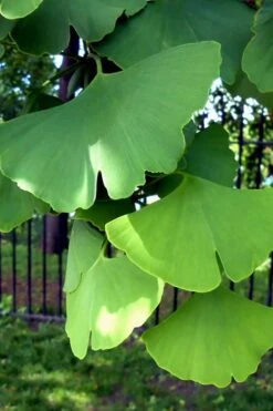 Ginkgo Maidenhair Tree (Male) - 2 Gallon Pot -Botanica Tree Store Ginkgo Tree 10
