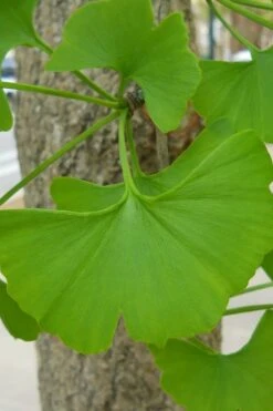 Ginkgo Maidenhair Tree (Male) - 2 Gallon Pot -Botanica Tree Store Ginkgo Tree 11 1