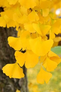 Ginkgo Maidenhair Tree (Male) - 2 Gallon Pot -Botanica Tree Store Ginkgo Tree 14
