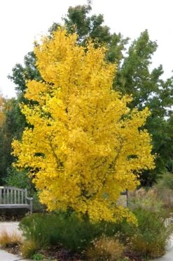 Ginkgo Maidenhair Tree (Male) - 2 Gallon Pot -Botanica Tree Store Ginkgo Tree 16