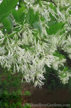 Grancy Graybeard - White Fringe Tree - 3 Gallon Pot -Botanica Tree Store Grancy Graybeard Tree 30 1