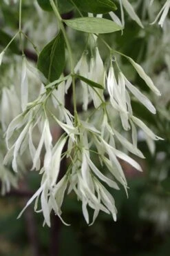 Grancy Graybeard - White Fringe Tree - 7 Gallon Pot (2-3') -Botanica Tree Store Grancy Graybeard Tree 32 2