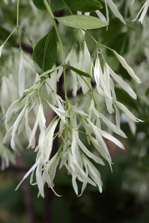 Grancy Graybeard - White Fringe Tree - 1 Gallon Pot 5 Grancy Graybeard - White Fringe Tree - 1 Gallon Pot - Image 5