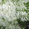 Grancy Graybeard - White Fringe Tree - 3 Gallon Pot