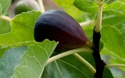 Black Mission Fig Tree - 6 Pack Of 1 Gallon Pots -Botanica Tree Store Grape Black Mission 50 2