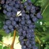 Concord Grape Vine - 2 Gallon Pot