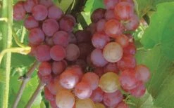 Reliance Red Seedless Grape Vine - 1 Gallon Pot 7 Reliance Red Seedless Grape Vine - 1 Gallon Pot -Botanica Tree Store Grape Reliance 50