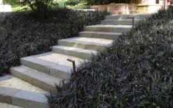 Black Mondo Grass - Ophiopogon Planiscapus 'Nigrescens' - 6 Pack Of 1 Gallon Pots -Botanica Tree Store Grass Mondo Black