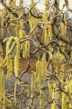 Harry Lauder's Walking Stick - Corylus Avellana 'Contorta' - 1 Gallon Pot -Botanica Tree Store Harry Lauder Walking Stick 11