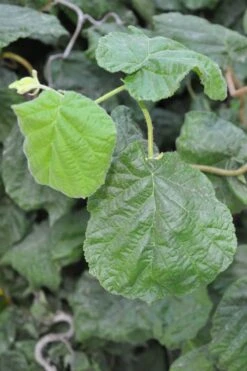Harry Lauder's Walking Stick - Corylus Avellana 'Contorta' - 3 Gallon Pot -Botanica Tree Store Harry Lauder Walking Stick 12 1