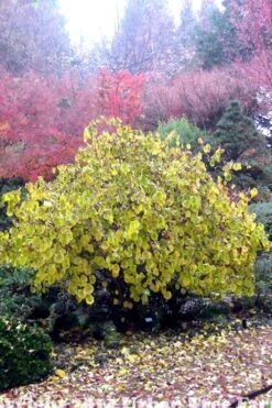Harry Lauder's Walking Stick - Corylus Avellana 'Contorta' - 2 Gallon Pot -Botanica Tree Store Harry Lauder Walking Stick 15 2